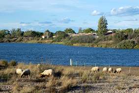 Schafe an der Lagune in Portiragnes Plage