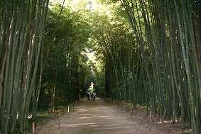 Bambuswald in Frankreich