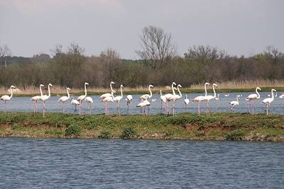 Flamingos bei Portiragnes Plage